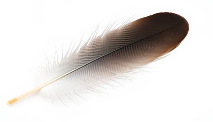 Single Bird Feather Isolated on White Background.
