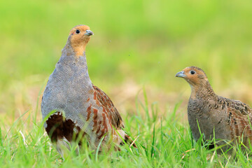Grey partridge Perdix perdix, foraging