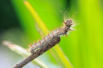 Gypsy moth or spongy moth , Lymantria dispar, caterpillar crawling and climbing.