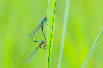Closeup of two common bluetail Ischnura elegans damselflies mating wheel or heart