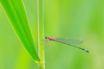 Closeup of a blue-tailed damselfly Ischnura elegans resting