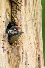 Closeup of a juvenile great spotted woodpecker, Dendrocopos major, in a tree nest hole