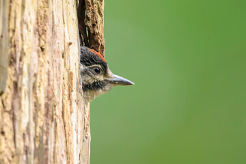 Closeup of a juvenile great spotted woodpecker, Dendrocopos major, in a tree nest hole
