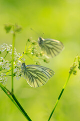 Green-veined white butterfly, Pieris napi, resting in a meadow foraging