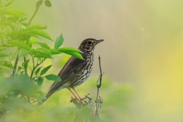 Closeup of a Song thrush Turdus philomelos bird singing in a tree