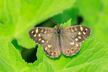 Speckled wood butterfly Pararge aegeria side view
