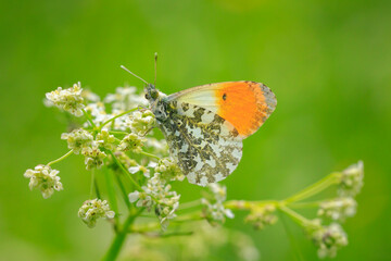 Anthocharis cardamines Orange tip male butterfly resting in sunlight