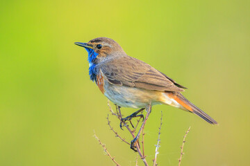 Closeup of a blue-throat male bird Luscinia svecica cyanecula singing