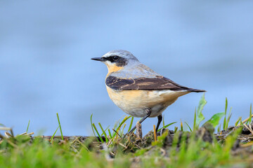 Northern wheatear bird male, Oenanthe oenanthe, foraging in a field of grass
