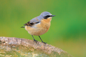 Northern wheatear male bird, Oenanthe oenanthe, perched