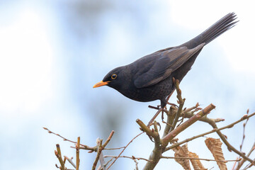 Blackbird, turdus merula, singing in a tree