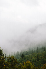 moody foggy forest landscape 