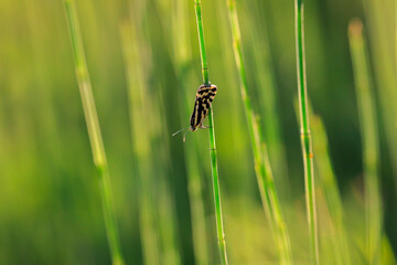 spotted sulphur, acontia trabealis, moth resting in a meadow