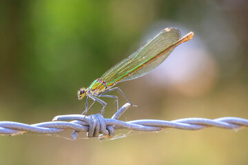 Banded Demoiselle Calopteryx splendens damselfly female close-up