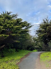 Fototapeta premium path in the forest