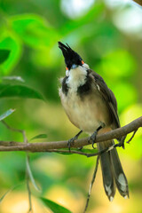 red-whiskered or crested bulbul, Pycnonotus jocosus,