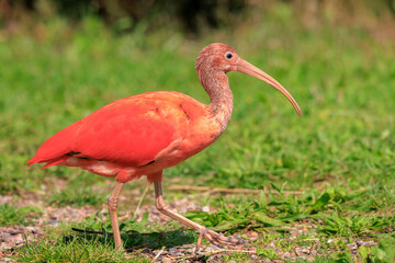 Scarlet Ibis bird Eudocimus ruber foraging on the ground