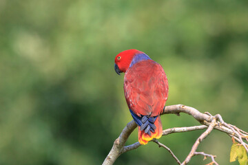 Closeup of a Moluccan eclectus, Eclectus roratus, parrot bird