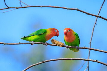 Fischer's lovebird, Agapornis fischeri, parrot bird perched