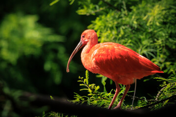 Scarlet Ibis bird Eudocimus ruber foraging on the ground