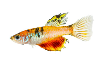 white background goldfish with separated from white and transparent background