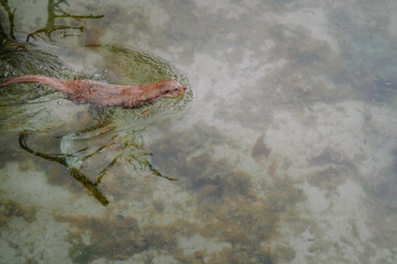 otter in the water
