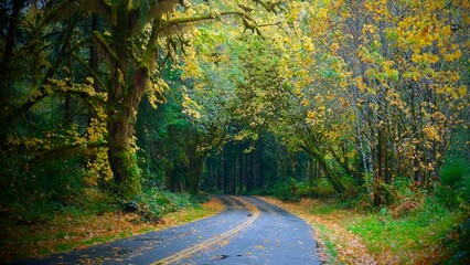 Obraz premium Road through Forest in Autumn - Washington, USA