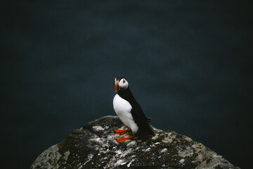 Fototapeta premium Puffins in Runde Norway 
