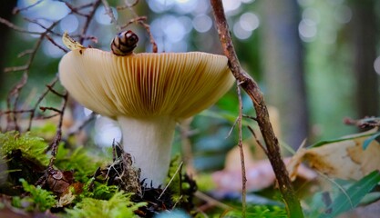 Macro of Mushroom in the forest - Washington, USA