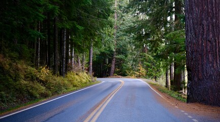 Obraz premium Road through the forest in Mt. Rainier National Park - Washington, USA