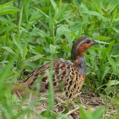 chinese partridge in a forest