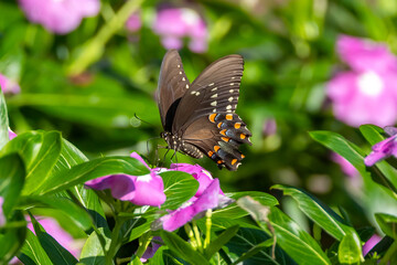 butterfly on flower