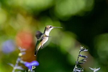 hummingbird in flight