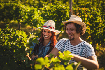 Woman and man farmers work and pruning grape in the vineyard