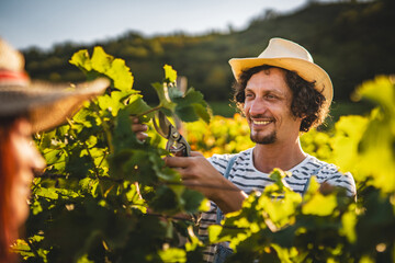 adult man farmer work and pruning grape in the vineyard