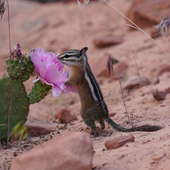 Cute Chipmunk drinking the nectar of a flowering cactus