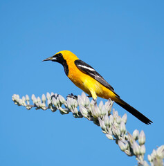 Hooded Oriole in Red Hill Desert Garden, Utah