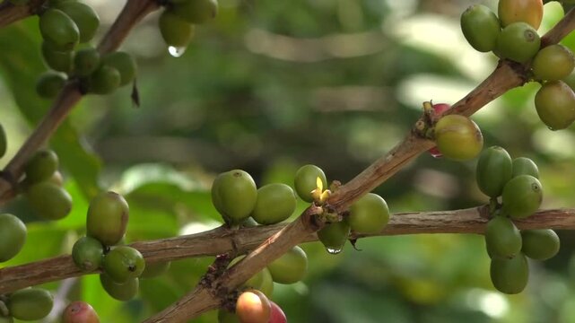 Caf&eacute; Valle del Cauca Colombia, semilla, planta, cultivos