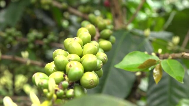 Caf&eacute; Valle del Cauca Colombia, semilla, planta, cultivos