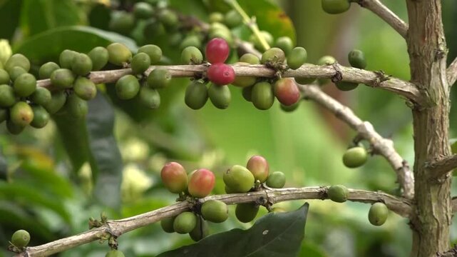 Caf&eacute; Valle del Cauca Colombia, semilla, planta, cultivos
