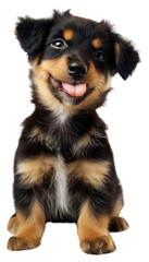 PNG Adorable puppy with playful expression