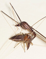 A Close-up Focus Stacked Image of a Jumping Spider with It's Crane Fly Prey