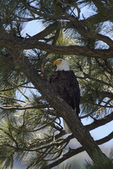 Bald Eagle in Pine Tree at June Lake, California