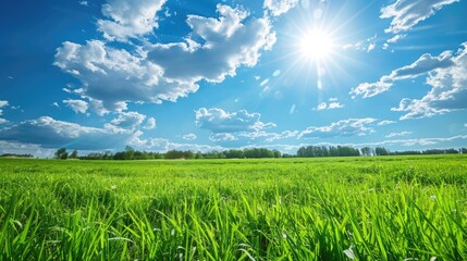 Obraz premium Scenic green field under a blue sky on a perfect summer day.