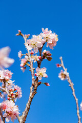 Flor de cerejeira. Sakura