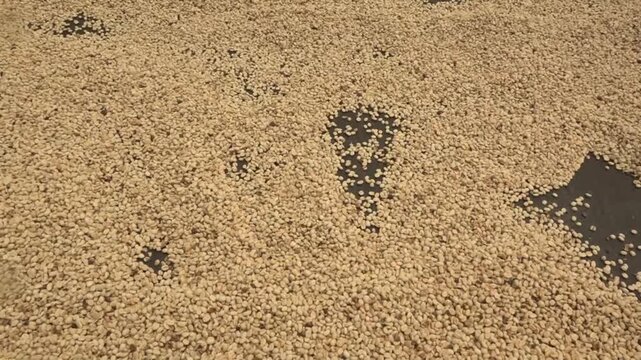 Caf&eacute; Valle del Cauca Colombia, semilla, planta, cultivos