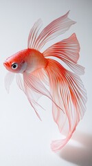 Fototapeta premium Betta Fish isolated on paper background