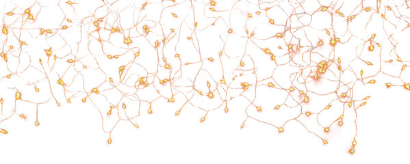 PNG Twinkling string lights on black