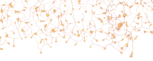 PNG Twinkling string lights on black