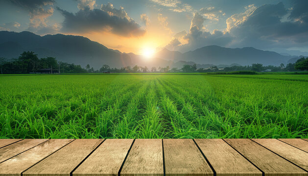 View of landscape of padi field suitable for wallpaper background